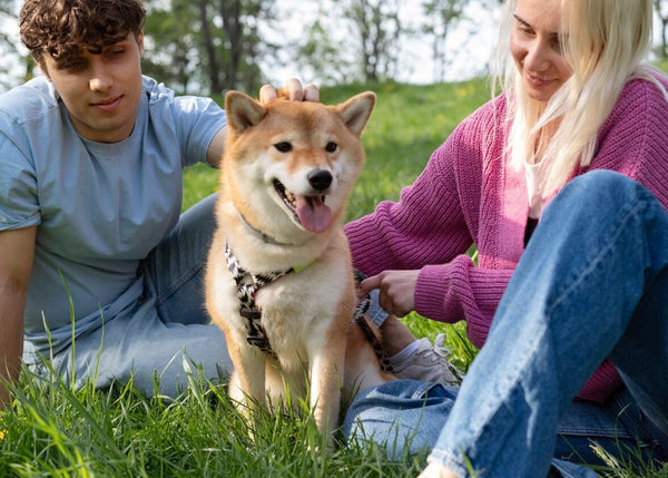 Pets